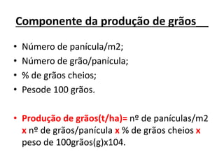 Componente da produção de grãos__
• Número de panícula/m2;
• Número de grão/panícula;
• % de grãos cheios;
• Pesode 100 grãos.
• Produção de grãos(t/ha)= nº de panículas/m2
x nº de grãos/panícula x % de grãos cheios x
peso de 100grãos(g)x104.
 