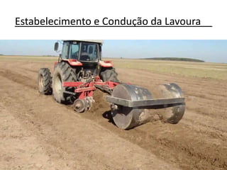 Estabelecimento e Condução da Lavoura__
 