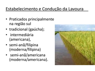 Estabelecimento e Condução da Lavoura__
• Praticados principalmente
na região sul
• tradicional (gaúcha);
• intermediária
(americana),
• semi-anã/filipina
(moderna/filipina)
• semi-anã/americana
(moderna/americana).
 