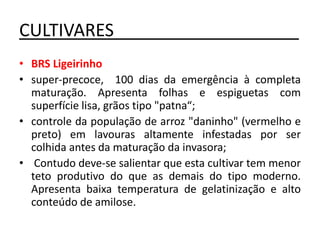 CULTIVARES___________________
• BRS Ligeirinho
• super-precoce, 100 dias da emergência à completa
maturação. Apresenta folhas e espiguetas com
superfície lisa, grãos tipo "patna“;
• controle da população de arroz "daninho" (vermelho e
preto) em lavouras altamente infestadas por ser
colhida antes da maturação da invasora;
• Contudo deve-se salientar que esta cultivar tem menor
teto produtivo do que as demais do tipo moderno.
Apresenta baixa temperatura de gelatinização e alto
conteúdo de amilose.
 