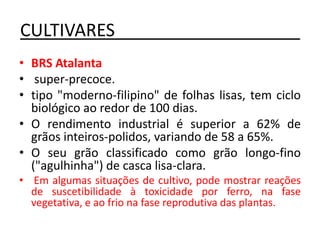 CULTIVARES___________________
• BRS Atalanta
• super-precoce.
• tipo "moderno-filipino" de folhas lisas, tem ciclo
biológico ao redor de 100 dias.
• O rendimento industrial é superior a 62% de
grãos inteiros-polidos, variando de 58 a 65%.
• O seu grão classificado como grão longo-fino
("agulhinha") de casca lisa-clara.
• Em algumas situações de cultivo, pode mostrar reações
de suscetibilidade à toxicidade por ferro, na fase
vegetativa, e ao frio na fase reprodutiva das plantas.
 