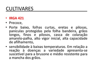 CULTIVARES___________________
• IRGA 421
• Precoce,
• Porte baixo, folhas curtas, eretas e pilosas,
panículas protegidas pela folha bandeira, grãos
longos, finos e pilosos, casca de colaração
amarelo-palha, alto vigor inicial, alta capacidade
de afilhamento,
• sensibilidade à baixas temperaturas. Em relação a
reação à doenças a variedade apresenta-se
suscetível para a brusone e médio resistente para
a mancha dos grãos.
 