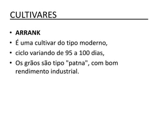 CULTIVARES___________________
• ARRANK
• É uma cultivar do tipo moderno,
• ciclo variando de 95 a 100 dias,
• Os grãos são tipo "patna", com bom
rendimento industrial.
 
