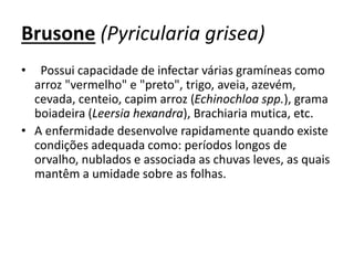 Brusone (Pyricularia grisea)
• Possui capacidade de infectar várias gramíneas como
arroz "vermelho" e "preto", trigo, aveia, azevém,
cevada, centeio, capim arroz (Echinochloa spp.), grama
boiadeira (Leersia hexandra), Brachiaria mutica, etc.
• A enfermidade desenvolve rapidamente quando existe
condições adequada como: períodos longos de
orvalho, nublados e associada as chuvas leves, as quais
mantêm a umidade sobre as folhas.
 