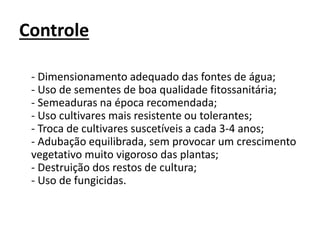 Controle
- Dimensionamento adequado das fontes de água;
- Uso de sementes de boa qualidade fitossanitária;
- Semeaduras na época recomendada;
- Uso cultivares mais resistente ou tolerantes;
- Troca de cultivares suscetíveis a cada 3-4 anos;
- Adubação equilibrada, sem provocar um crescimento
vegetativo muito vigoroso das plantas;
- Destruição dos restos de cultura;
- Uso de fungicidas.
 