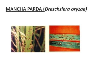 MANCHA PARDA (Dreschslera oryzae)
 