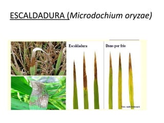 ESCALDADURA (Microdochium oryzae)
 