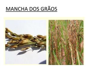 MANCHA DOS GRÃOS
 