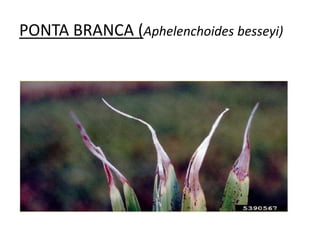 PONTA BRANCA (Aphelenchoides besseyi)
 