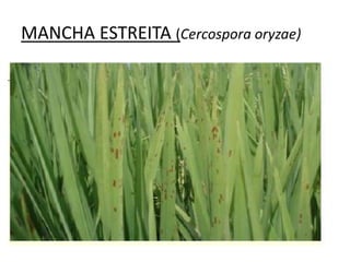 MANCHA ESTREITA (Cercospora oryzae)
 