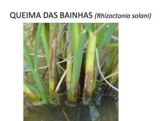 QUEIMA DAS BAINHAS (Rhizoctonia solani)
 