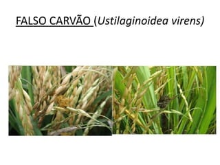 FALSO CARVÃO (Ustilaginoidea virens)
 