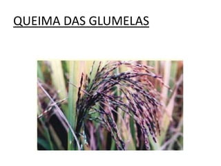 QUEIMA DAS GLUMELAS
 