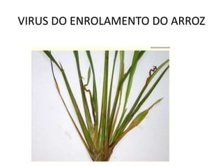 VIRUS DO ENROLAMENTO DO ARROZ
 