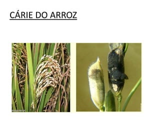 CÁRIE DO ARROZ
 