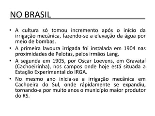 NO BRASIL____________________
• A cultura só tomou incremento após o início da
irrigação mecânica, fazendo-se a elevação da água por
meio de bombas.
• A primeira lavoura irrigada foi instalada em 1904 nas
proximidades de Pelotas, pelos irmãos Lang.
• A segunda em 1905, por Oscar Loevens, em Gravataí
(Cachoeirinha), nos campos onde hoje está situada a
Estação Experimental do IRGA.
• No mesmo ano inicia-se a irrigação mecânica em
Cachoeira do Sul, onde rápidamente se expandiu,
tornando-a por muito anos o município maior produtor
do RS.
 