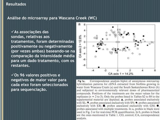 Hibridização e análise do Microarray250-500mg  de Biofilme(amostracomposta)ÁcidosnucleicosRNAseDNAsemRNAOmRNA foi enriquecido, amplificado para cDNA, e marcado com Cy3.50µL de RNAcDNA50µL deDNAUsam-se primers aleatórios e uma forma mutada do fragmento  Klenow da DNA polimerase I, para a incorporação de nucleotidos fluorescentes,  Cy5.