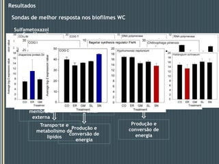 ResultadosSondas mais reactivas aos tratamentos dos biofilmes de WCSulfamethoxazole (SL)