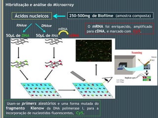 Anonymous DNA microarray poderá ser uma alternativa interessante para análises metatranscriptómicas comparativas pois não requer conhecimento prévio da genómica ambiental e permite um grande número de amostras sem que seja necessário o sequênciamento metatranscriptomico a cada amostra a analisar. IntroduçãoObjectivos do presente estudo:Demonstrar a utilidade de anonymous microarrays em estudos do metatranscriptoma em larga escala.