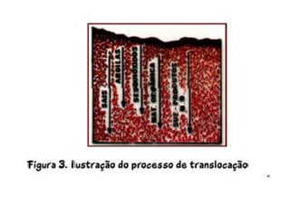 ApresentaçãO Aula 7