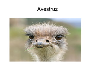 Avestruz
 