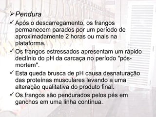 Pendura
Após o descarregamento, os frangos
permanecem parados por um período de
aproximadamente 2 horas ou mais na
plataforma.
Os frangos estressados apresentam um rápido
declínio do pH da carcaça no período "pós-
mortem".
Esta queda brusca de pH causa desnaturação
das proteínas musculares levando a uma
alteração qualitativa do produto final.
Os frangos são pendurados pelos pés em
ganchos em uma linha contínua.
 