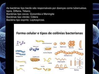 Apresentação bacterias | PPT