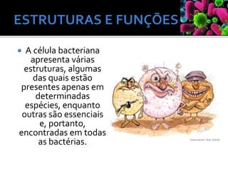  A célula bacteriana
apresenta várias
estruturas, algumas
das quais estão
presentes apenas em
determinadas
espécies, enquanto
outras são essenciais
e, portanto,
encontradas em todas
as bactérias.
 