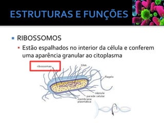  RIBOSSOMOS
 Estão espalhados no interior da célula e conferem
uma aparência granular ao citoplasma
 