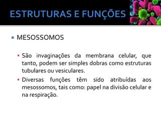  MESOSSOMOS
 São invaginações da membrana celular, que
tanto, podem ser simples dobras como estruturas
tubulares ou vesiculares.
 Diversas funções têm sido atribuídas aos
mesossomos, tais como: papel na divisão celular e
na respiração.
 