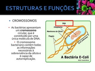  CROMOSSOMOS
 As bactérias apresentam
um cromossomo
circular, que é
constituído por uma
única molécula de DNA.
 O cromossomo
bacteriano contém todas
as informações
necessárias à
sobrevivência da célula e
é capaz de
autorreplicação.
 