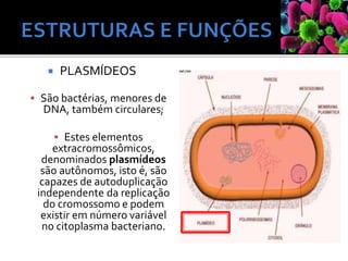  PLASMÍDEOS
 São bactérias, menores de
DNA, também circulares;
 Estes elementos
extracromossômicos,
denominados plasmídeos
são autônomos, isto é, são
capazes de autoduplicação
independente da replicação
do cromossomo e podem
existir em número variável
no citoplasma bacteriano.
 