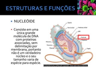  NUCLEÓIDE
 Consiste em uma
única grande
molécula de DNA
com proteínas
associadas, sem
delimitação por
membrana, portanto
não é um verdadeiro
núcleo e o seu
tamanho varia de
espécie para espécie.
 
