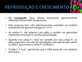  Na conjugação, duas células bacterianas geneticamente
diferentes trocam DNA diretamente;
 Este processo tem sido extensivamente estudado na bactéria
Escherichia coli, que tem linhagens F- e F+;
 As células F+ são cobertas com pêlos e contêm um plasmídeo
conhecido como fator F, ou fator da fertilidade;
 Quando uma célula F+ entra em contato com uma célula F-, os
pêlos organizam um tubo de conjugação, chamado de pêlo sexual
ou pêlo F, que conecta a célula F+ à célula F-;
 O pêlo F é "oco", permitindo que o DNA passe de uma bactéria
para outra.
 