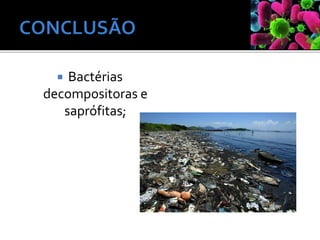  Bactérias
decompositoras e
saprófitas;
 