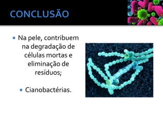  Na pele, contribuem
na degradação de
células mortas e
eliminação de
resíduos;
 Cianobactérias.
 