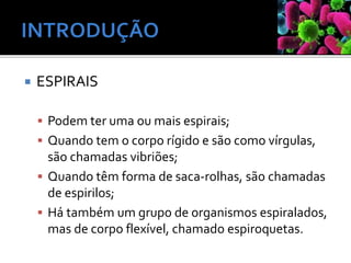  ESPIRAIS
 Podem ter uma ou mais espirais;
 Quando tem o corpo rígido e são como vírgulas,
são chamadas vibriões;
 Quando têm forma de saca-rolhas, são chamadas
de espirilos;
 Há também um grupo de organismos espiralados,
mas de corpo flexível, chamado espiroquetas.
 