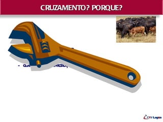 CRUZAMENTO? PORQUE?

• Oque se busca?
   – A a pr iv de.
      ument r odut ida


• Oque dev sa a es usa?
          emos ber nt r
   – Qua éo OBJT O?
        l      E IV
   – Qua éo SIST M DEPR Ç O?
        l       E A ODU Ã
 