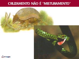 CRUZAMENTO NÃO É “MISTURAMENTO”
 