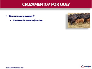 CRUZAMENTO? POR QUE?

• Porque usa cr ment
            r uza o?
     – Buscaporeficiê napr ç o de cane
                     ncia odu ã     r




Fonte: USDA/FAO/OCDE - 2011
 