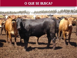 O QUE SE BUSCA?


•   Redução da idade de abate
     -    Novilho jovem de 15 a 24 meses


b) R ç o daida a pr o pat
    edu ã     de o imeir ro
      -precocida sexua, feril de e ha ida maer
                de    l t ida        bil de t na
 