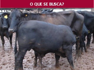 O QUE SE BUSCA?
 