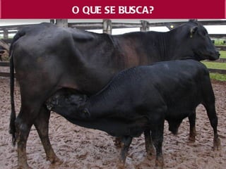 O QUE SE BUSCA?
 
