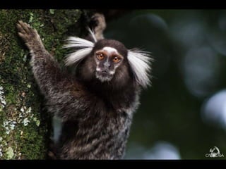 Apresentação behance sem trasação