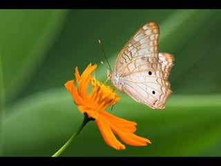 Apresentação behance sem trasação