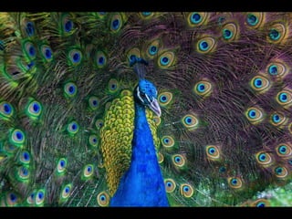 Apresentação behance sem trasação