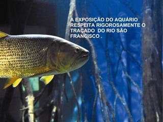 A EXPOSIÇÃO DO AQUÁRIO
RESPEITA RIGOROSAMENTE O
TRAÇADO DO RIO SÃO
FRANCISCO .
 