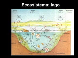 Ecossistema: lago 