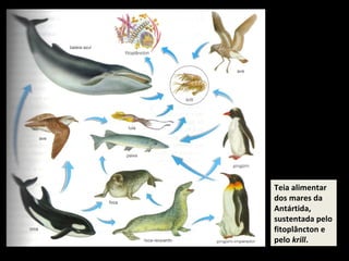 Teia alimentar dos mares da Antártida, sustentada pelo fitoplâncton e pelo  krill . 