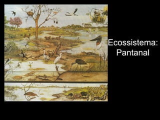 Ecossistema: Pantanal 